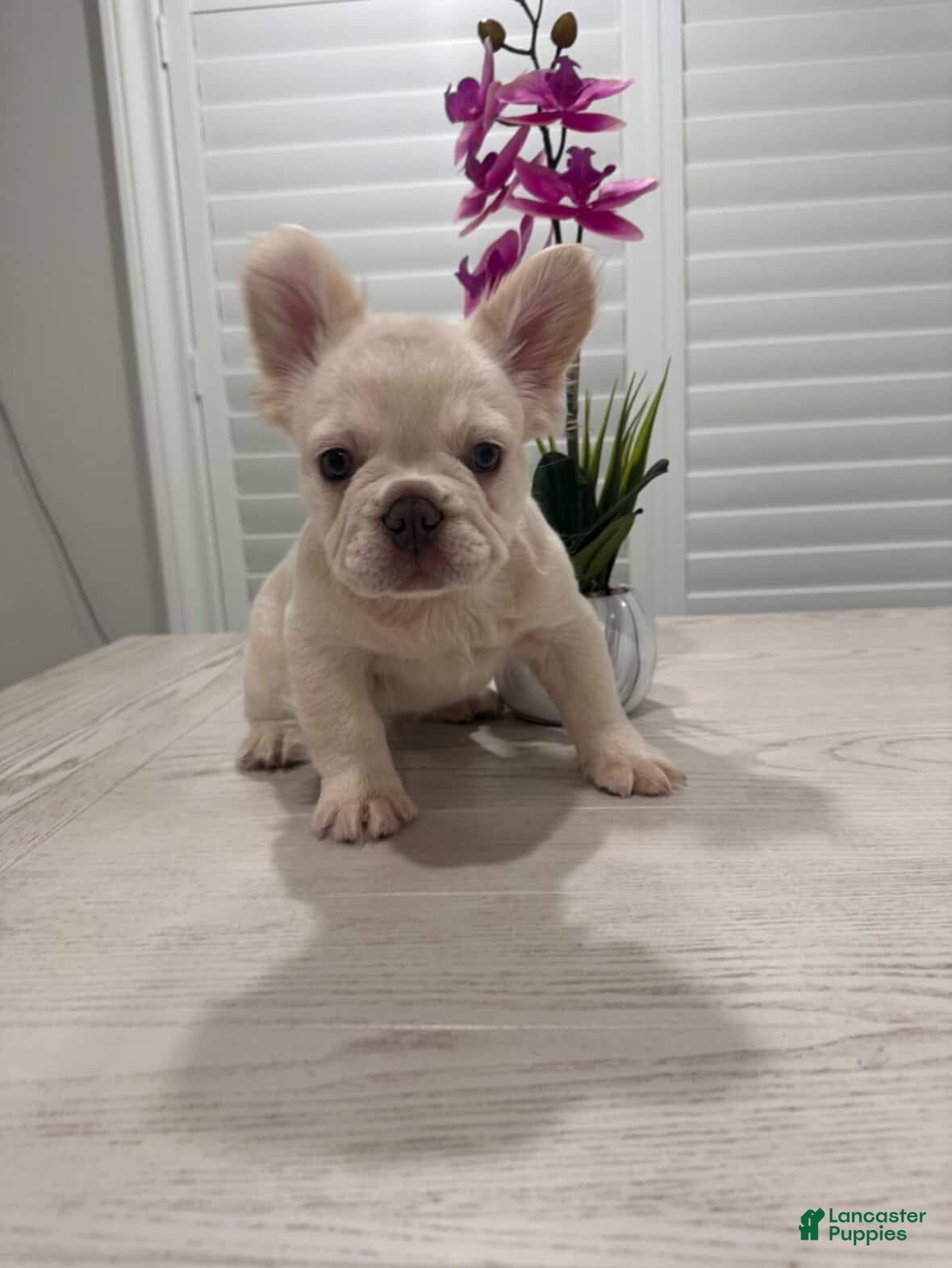French Bulldog dogs French Bulldog Puppy 1 - Ad 2
