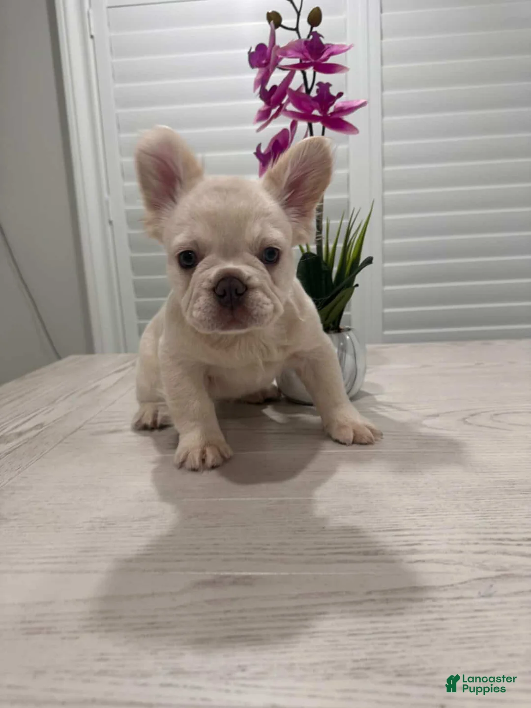 French Bulldog dogs for sale: French Bulldog Puppy 1 - Ad 2