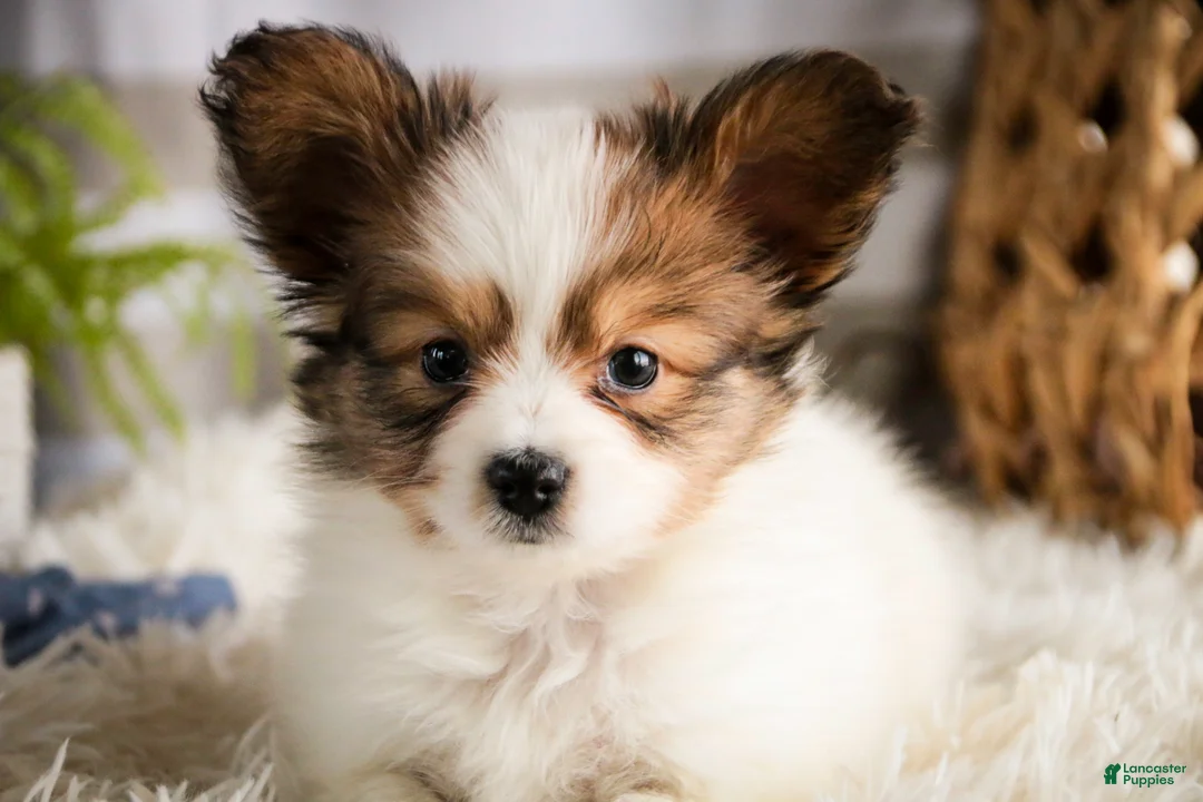 Papillon dogs for sale: Gus - Ad 4