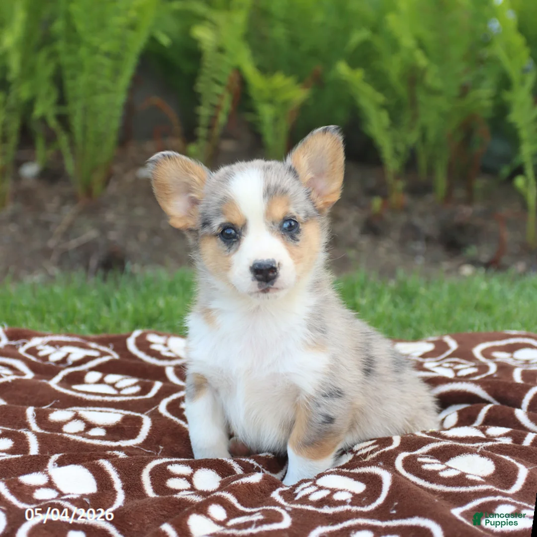 Miniature Australian Shepherd dogs for sale: Sawyer - Ad 1