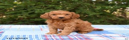 Mini Goldendoodle dogs for sale: Sirius - Ad 2