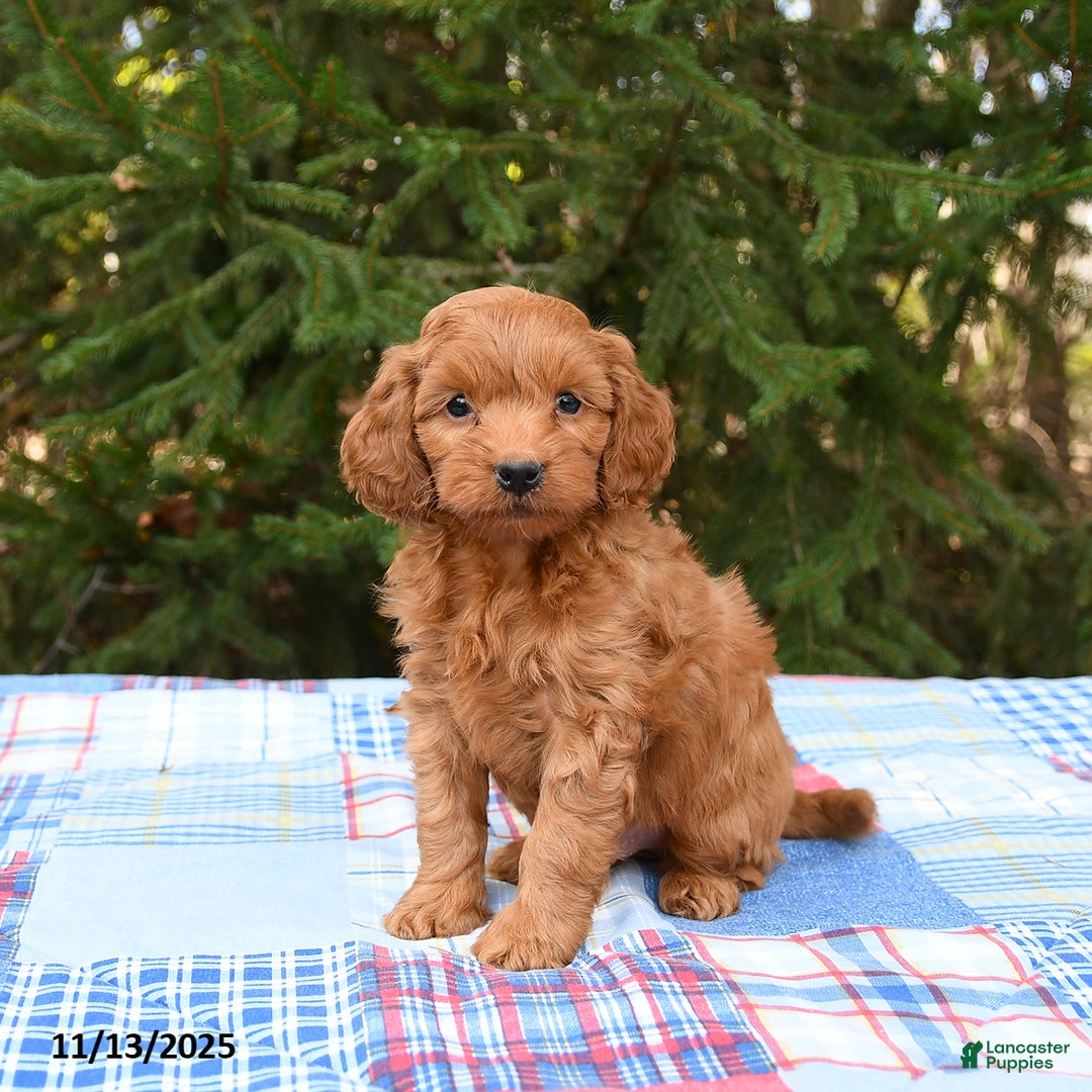 Mini Goldendoodle dogs for sale: Sirius - Ad 2