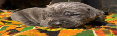 Cane Corso Puppy 5