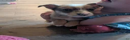 Mixed Breed dogs for sale: Orange collar Merle boy  - Ad 3