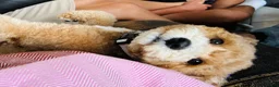 Mini Goldendoodle dogs for sale: Mini Goldendoodle Dior - Ad 6