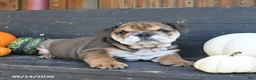 English Bulldog dogs for sale: June - Ad 4