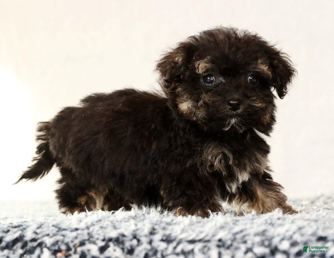 Havapoo dogs for sale: Polly - Ad 7