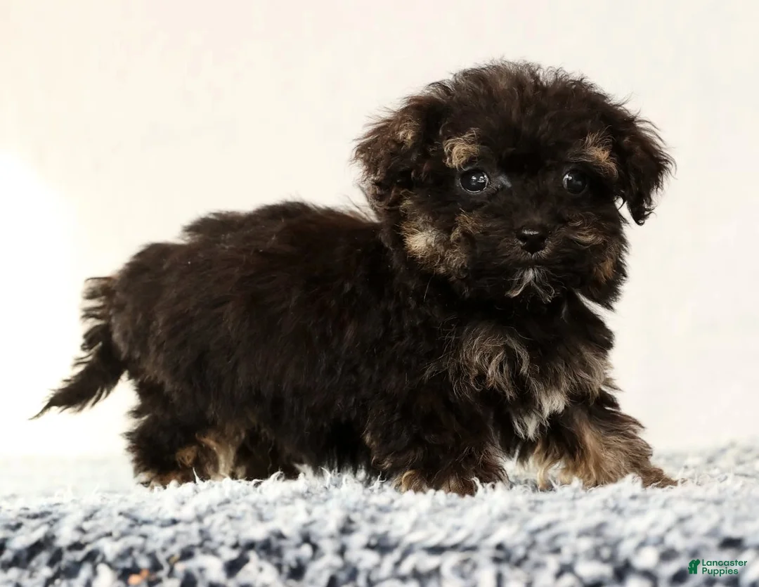 Havapoo dogs for sale: Polly - Ad 7