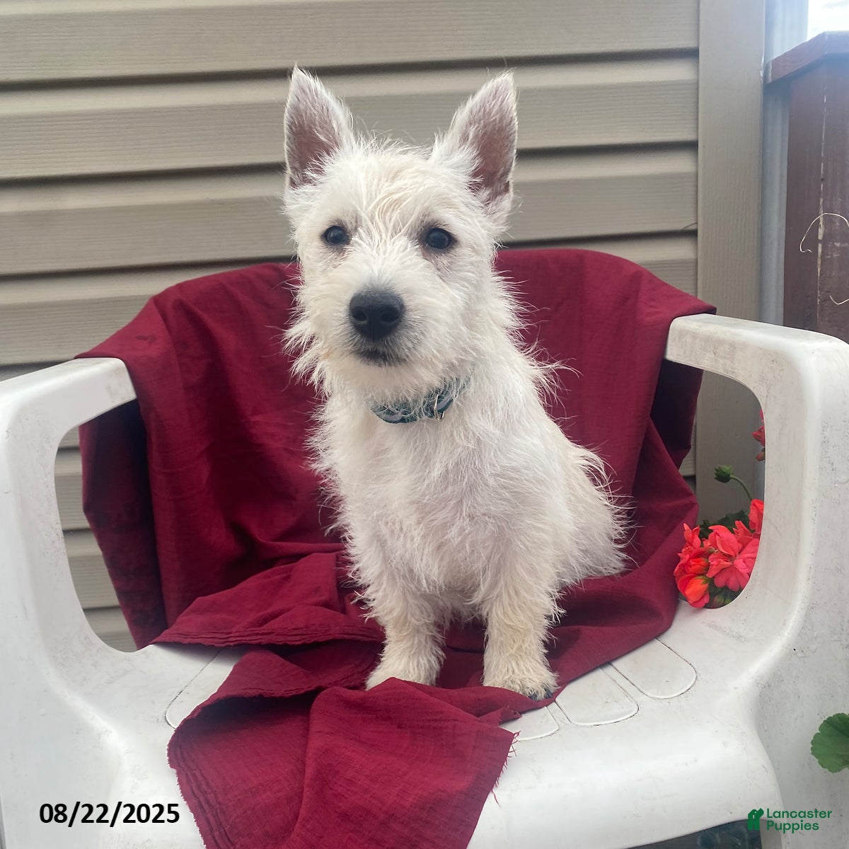 West Highland Terrier Puppies for sale in New York Lancaster Puppies