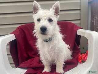 West Highland Terrier dogs - Ad 13