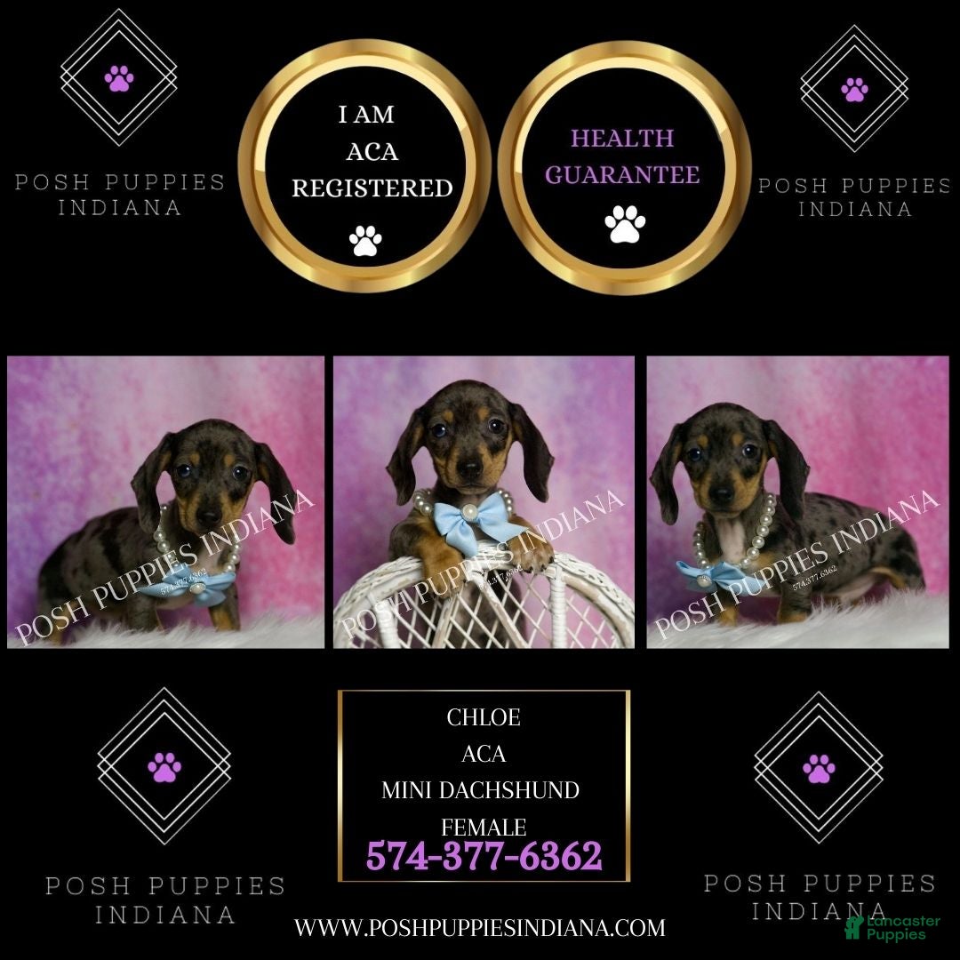 Miniature Dachshund dogs for sale: Charles - Ad 2