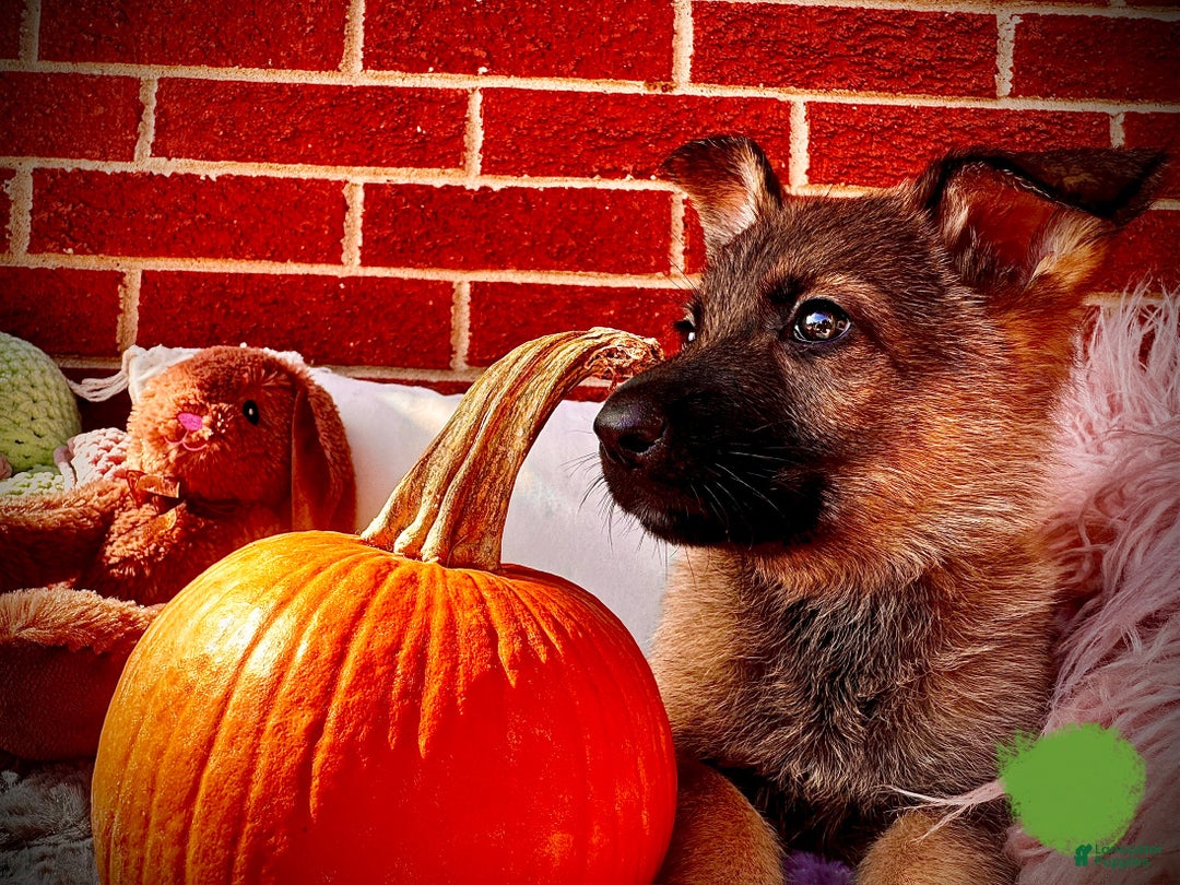 German Shepherd dogs for sale: Rabbit - Ad 2