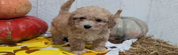 Miniature Poodle dogs for sale: Lexi - Ad 4