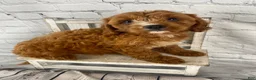 Cavapoo dogs for sale: Teddy - Ad 7