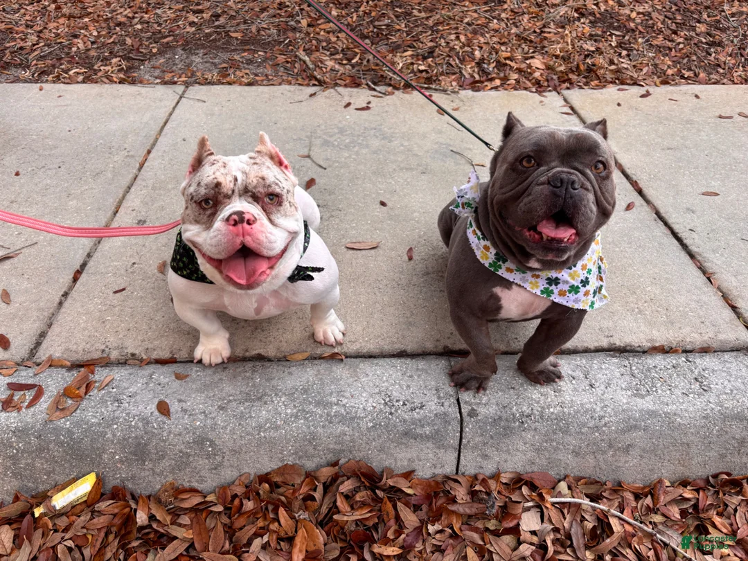 American Bully dogs for sale: American Bully 1 - Ad 2
