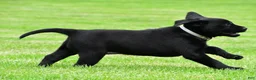 Labrador Retriever dogs for sale: Daisy - Ad 3