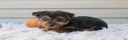 Yorkshire Terrier dogs for sale: Dreamer - Ad 8
