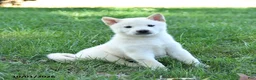 Shiba Inu dogs for sale: Glacier - Ad 4
