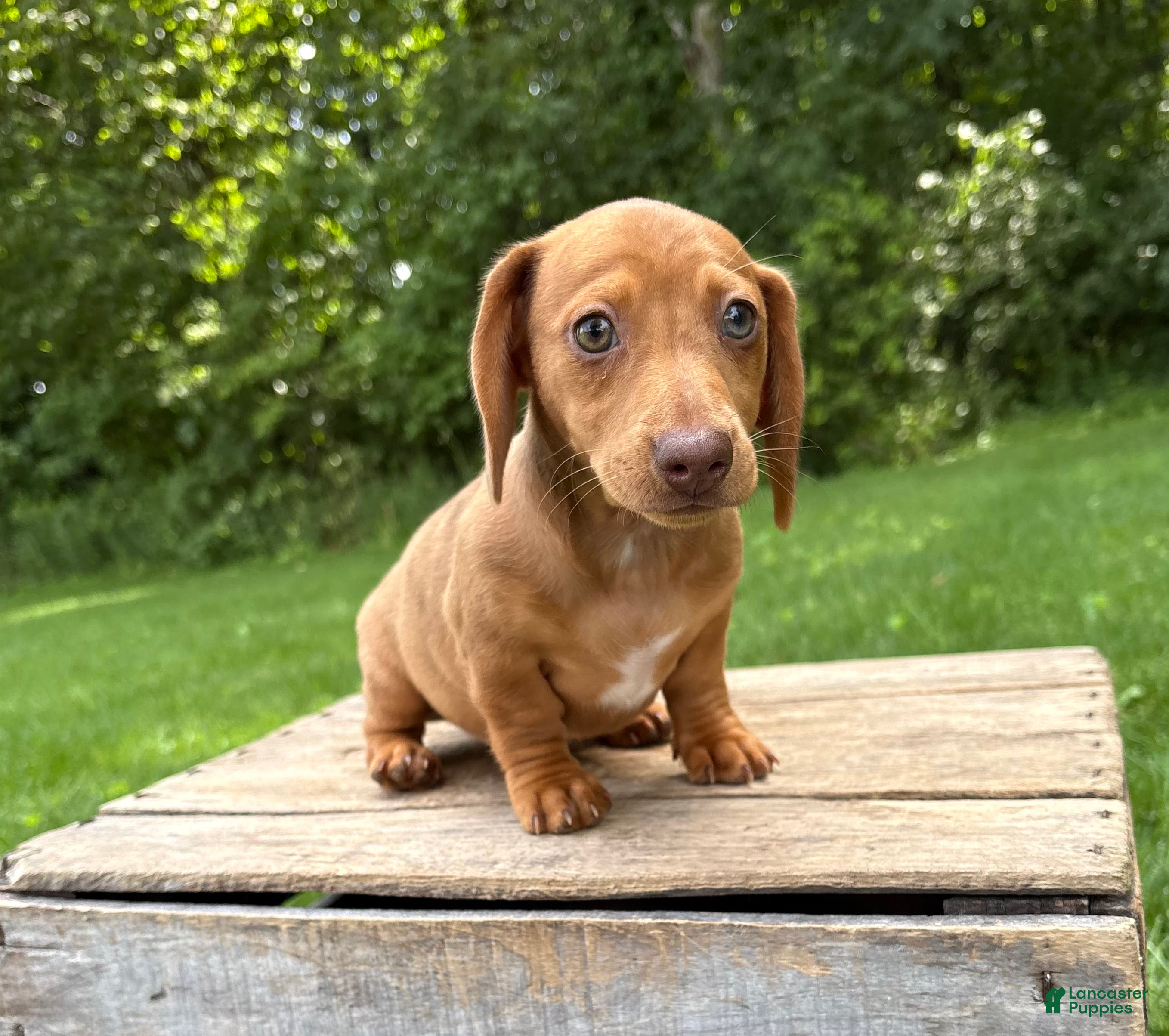 Dachshund dogs Raine - Ad 2