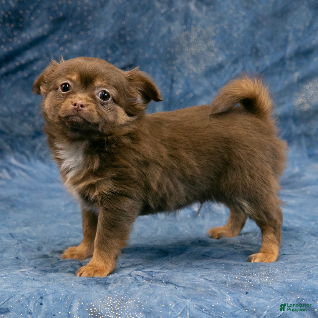 Chihuahua dogs for sale: Brandy - Ad 4