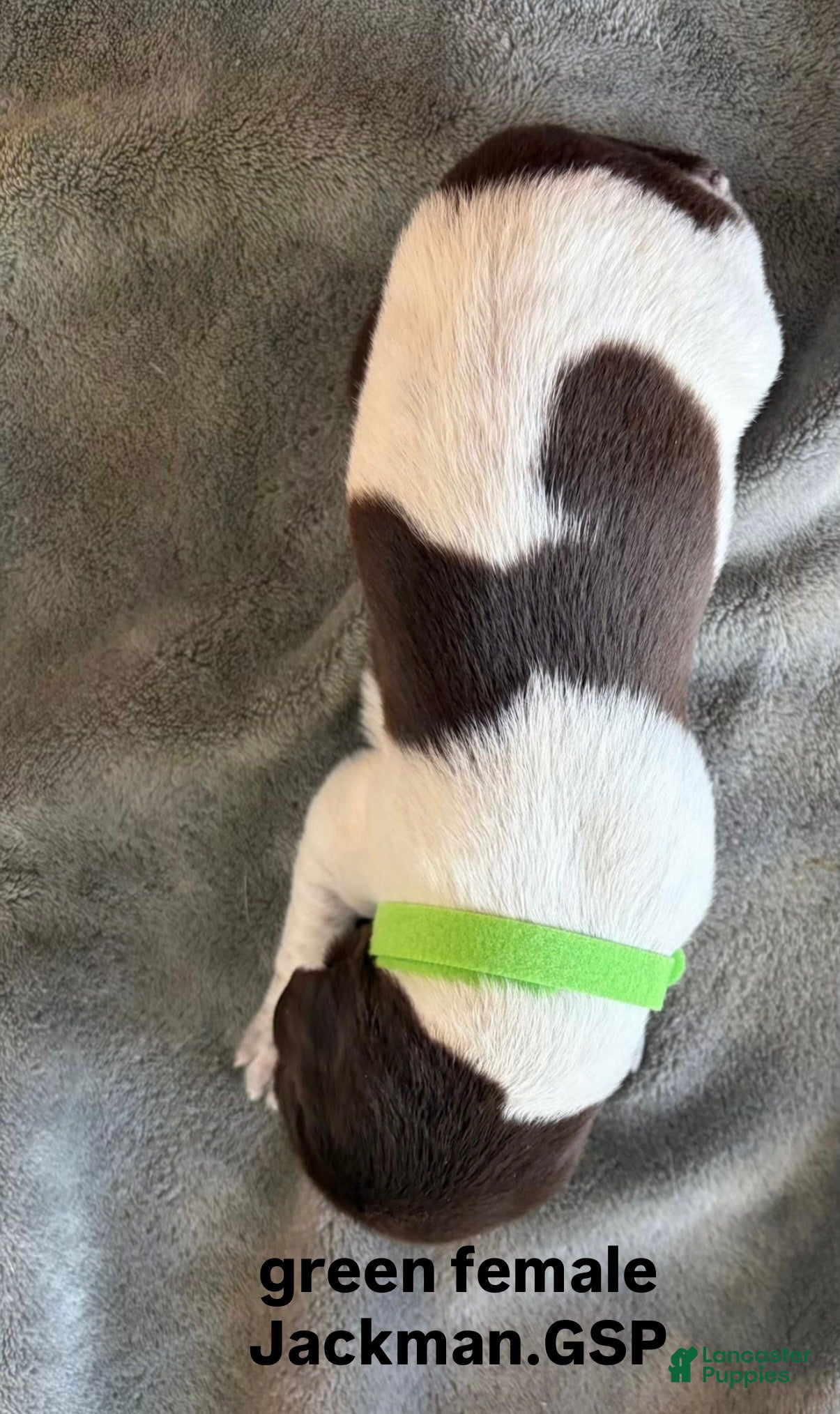 German Shorthaired Pointer dogs Green Female - Ad 2