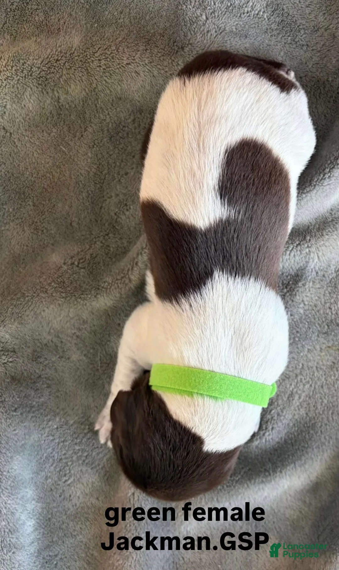 German Shorthaired Pointer dogs for sale: Green Female - Ad 2