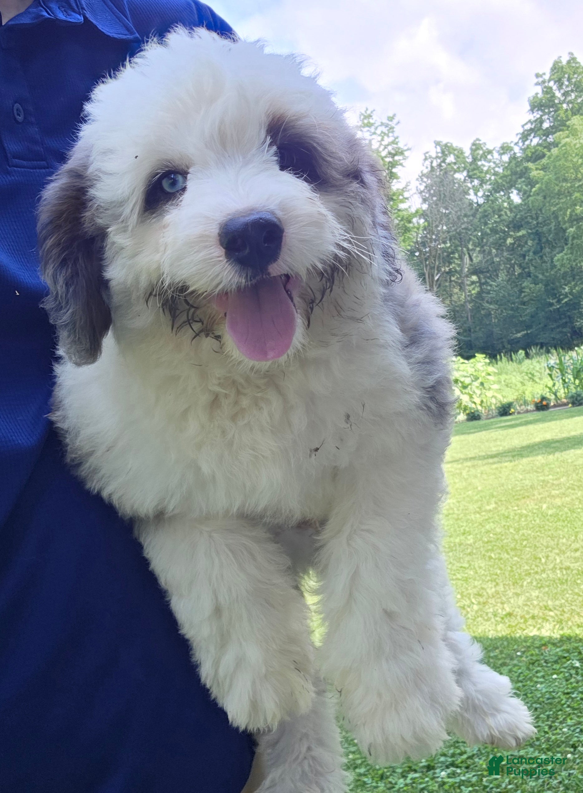 Mini Bernedoodle dogs Thor - House Trained - Ad 1