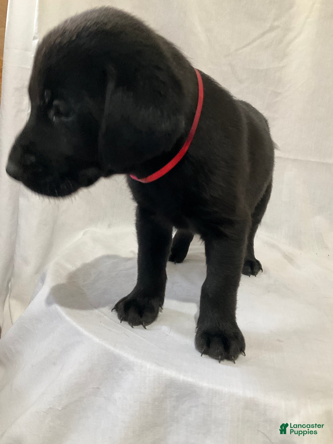 Labrador Retriever dogs for sale: Asher - Ad 4