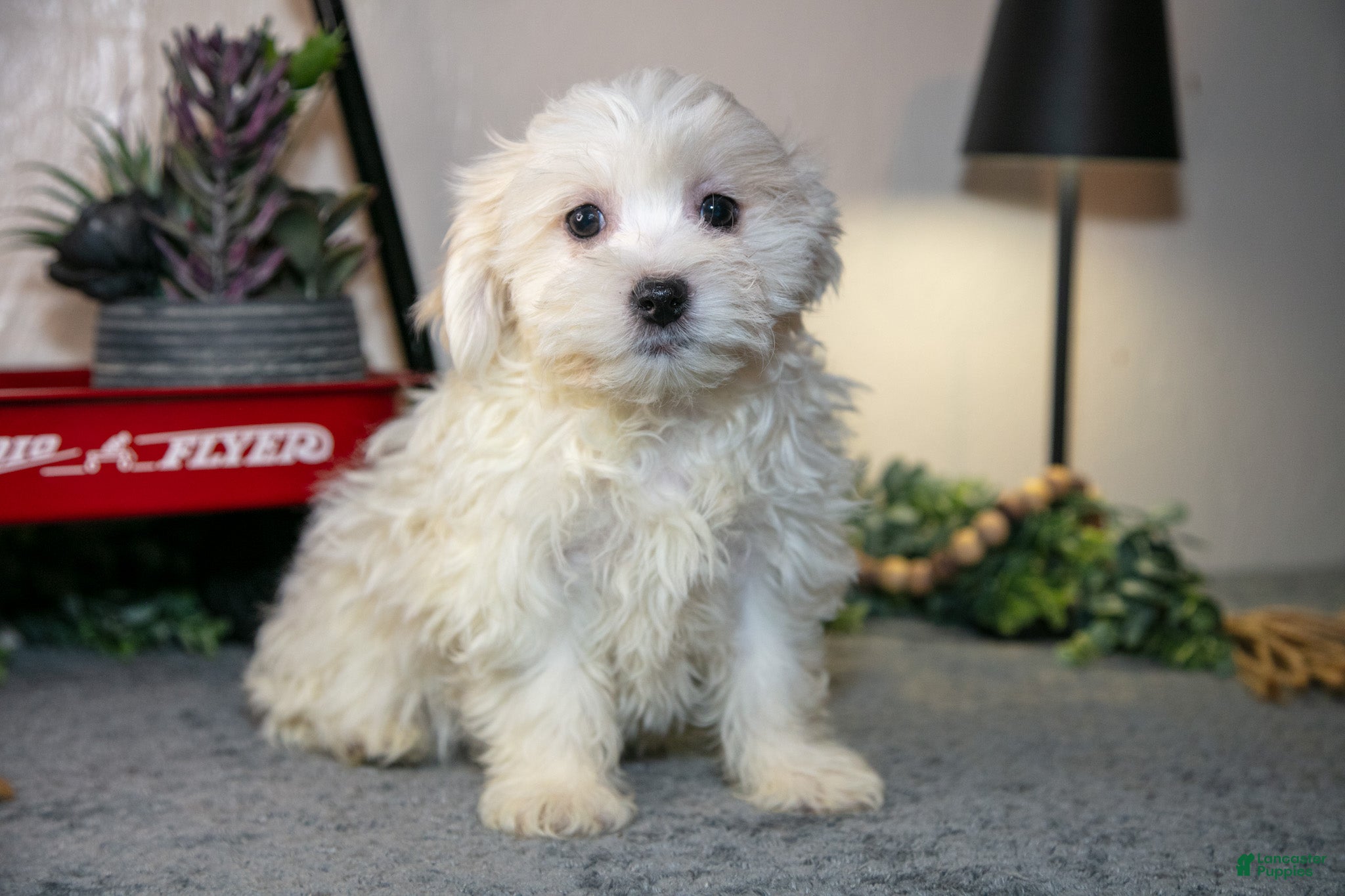 Teddy Bear dogs Vance - Ad 2