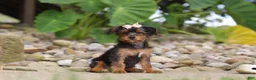 Yorkiepoo dogs for sale: Riot - Ad 4