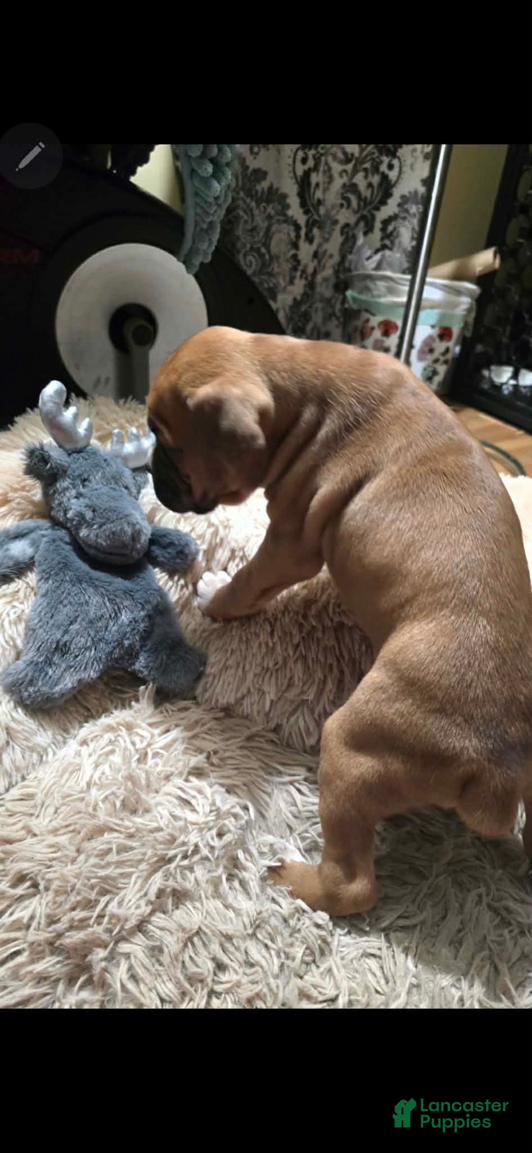 Boxer dogs for sale: Laney - Ad 2