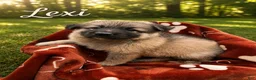 German Shepherd dogs for sale: Lexi  - Ad 1