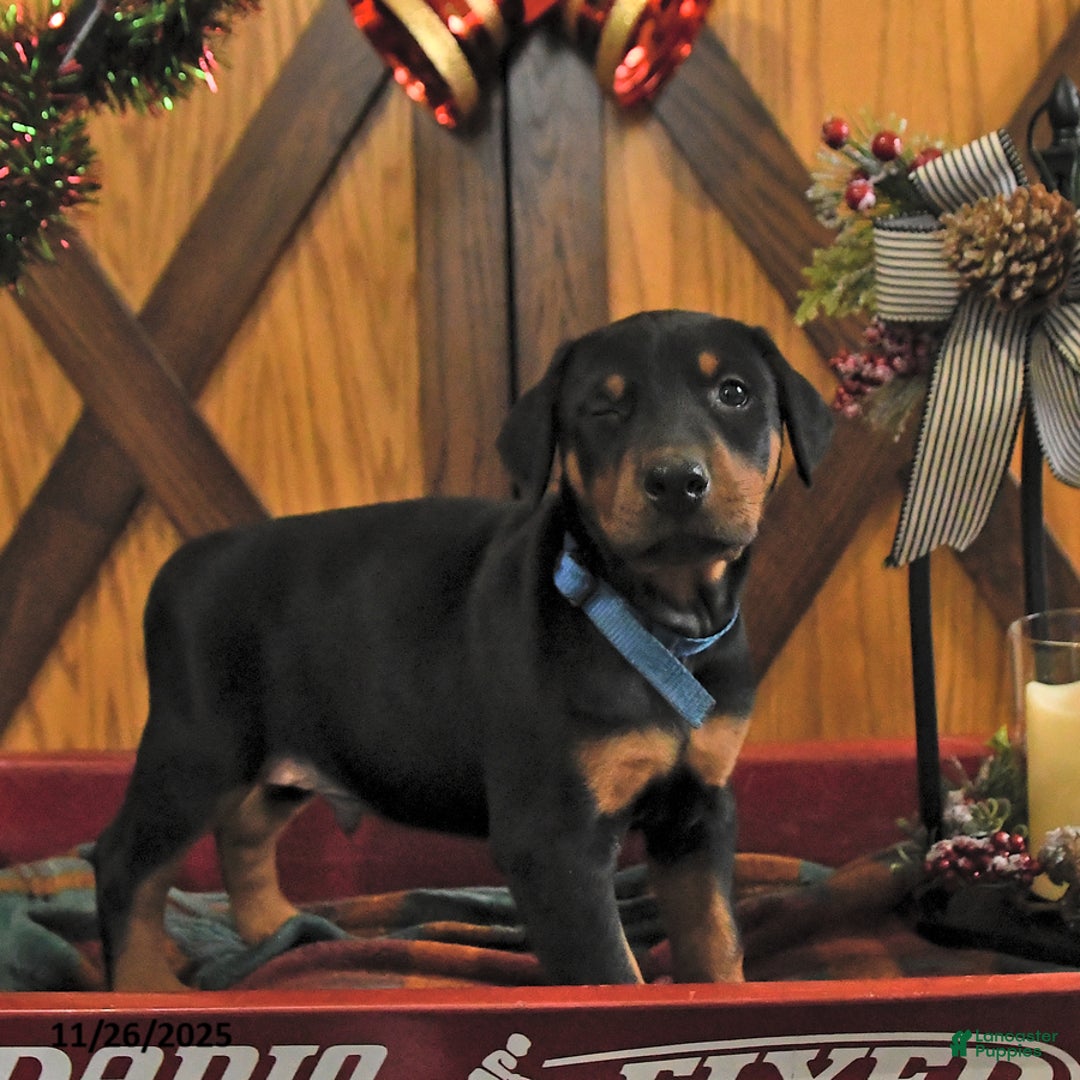 Doberman Pinscher dogs for sale: Monty - Ad 3