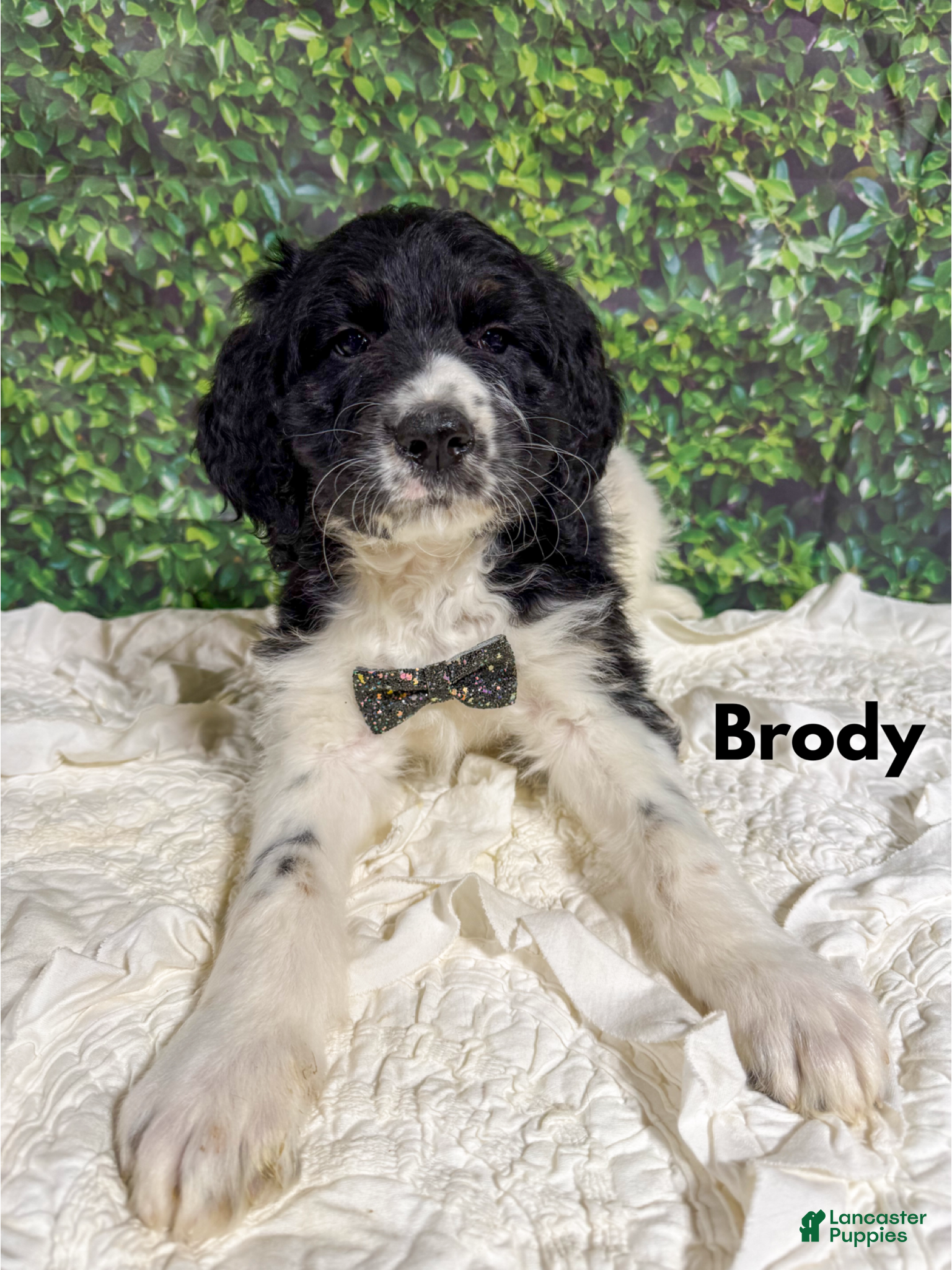 Saint Berdoodles dogs Brody - Ad 12