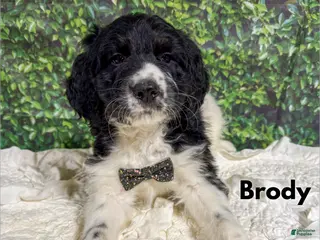 Saint Berdoodles dogs Brody - Ad 12