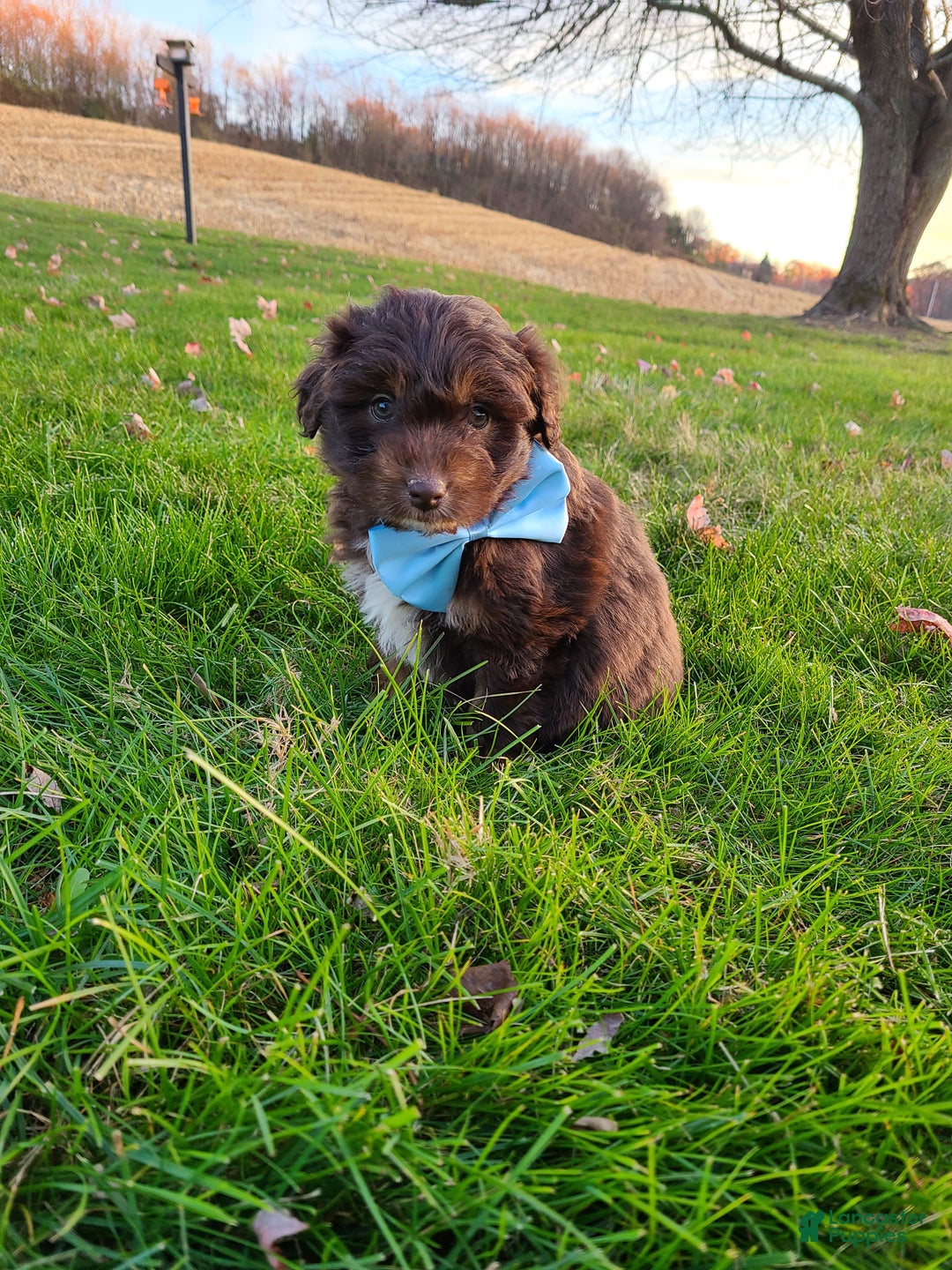 Aussiedoodle dogs for sale: Buddy - Ad 14