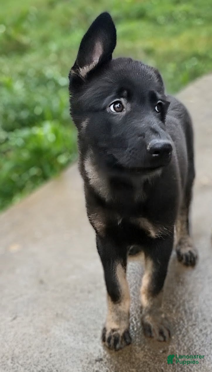 German Shepherd dogs AKC German Shepherd Puppy 5 - Ad 1