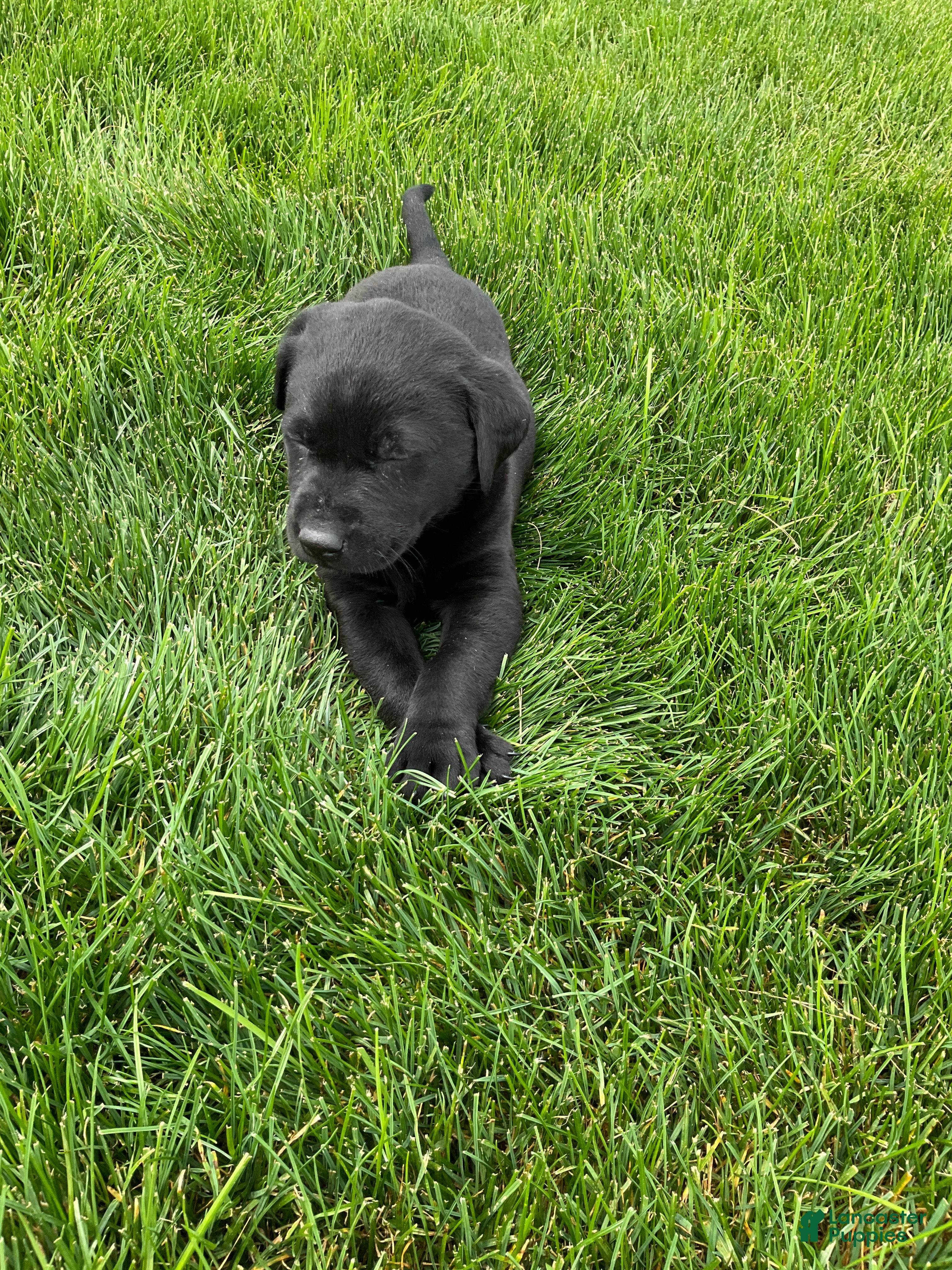 Labrador Retriever dogs for sale: Max - Ad 2