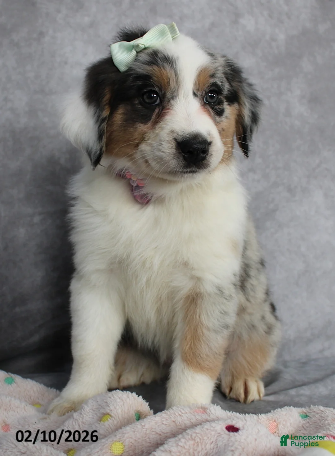 Australian Shepherd dogs for sale: Lily - Ad 4