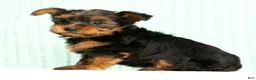 Yorkshire Terrier dogs for sale: Mason - Ad 6