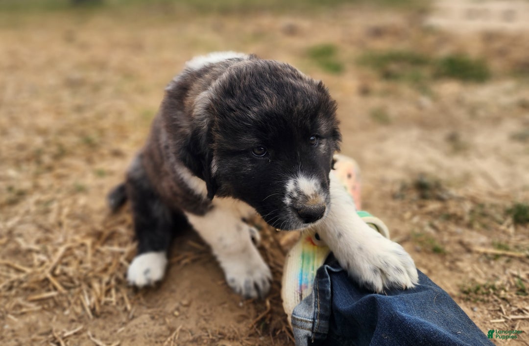 Anatolian Shepherd dogs for sale: Zena 2025 F1 ASD puppy - Ad 17