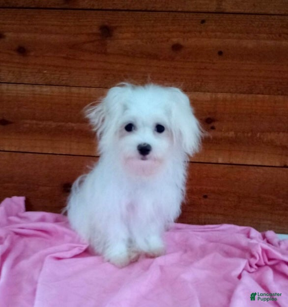 Maltese dogs Sophie - Ad 1
