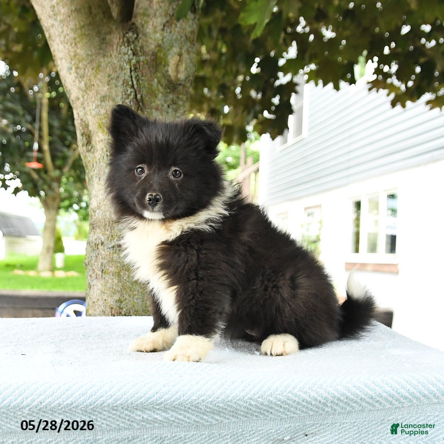 Pomsky dogs Gracie - Ad 1