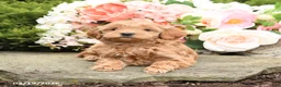 Mini Goldendoodle dogs for sale: Shirley - Ad 4