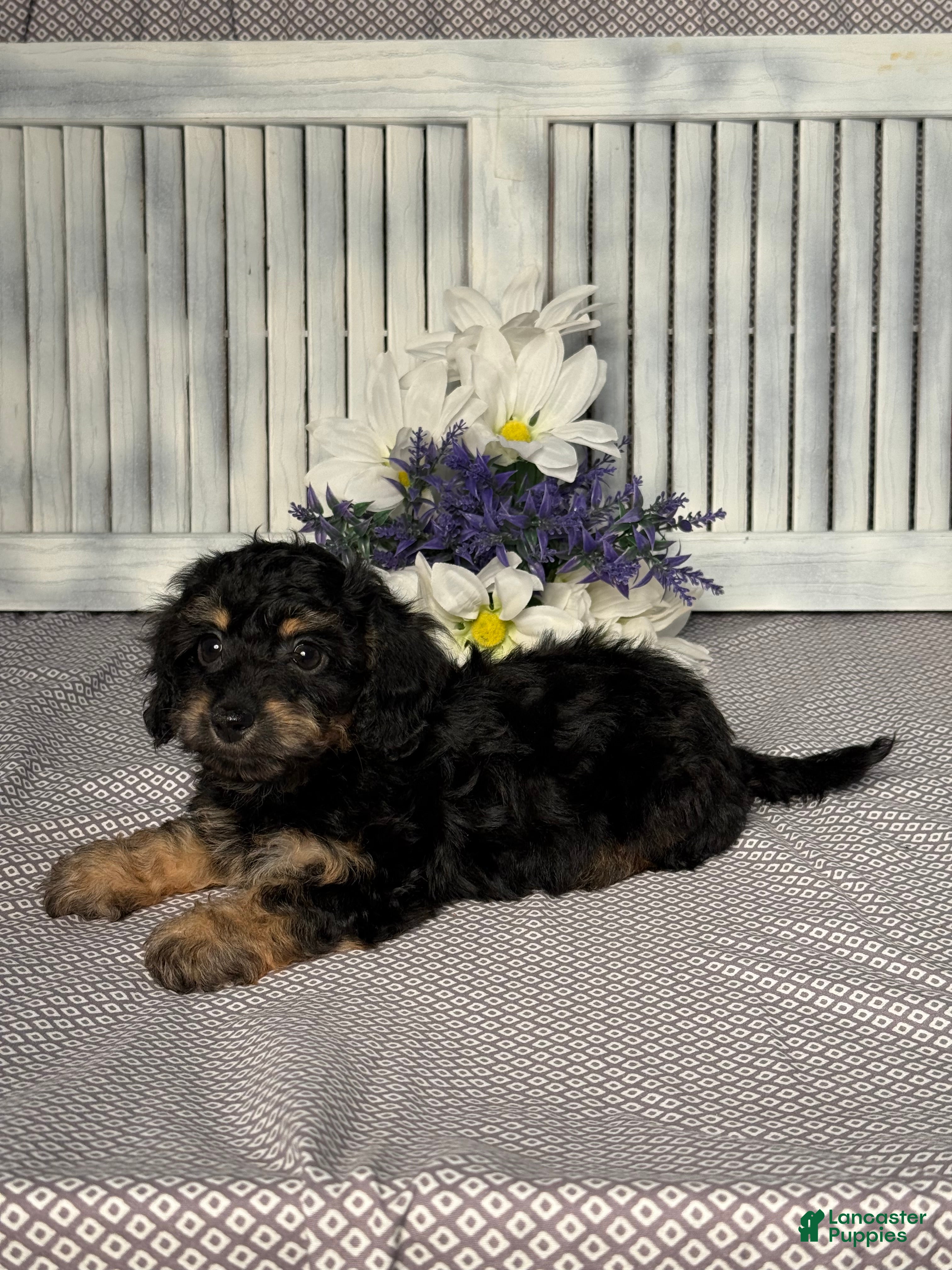 Mixed Breed dogs for sale: Callie - Ad 5