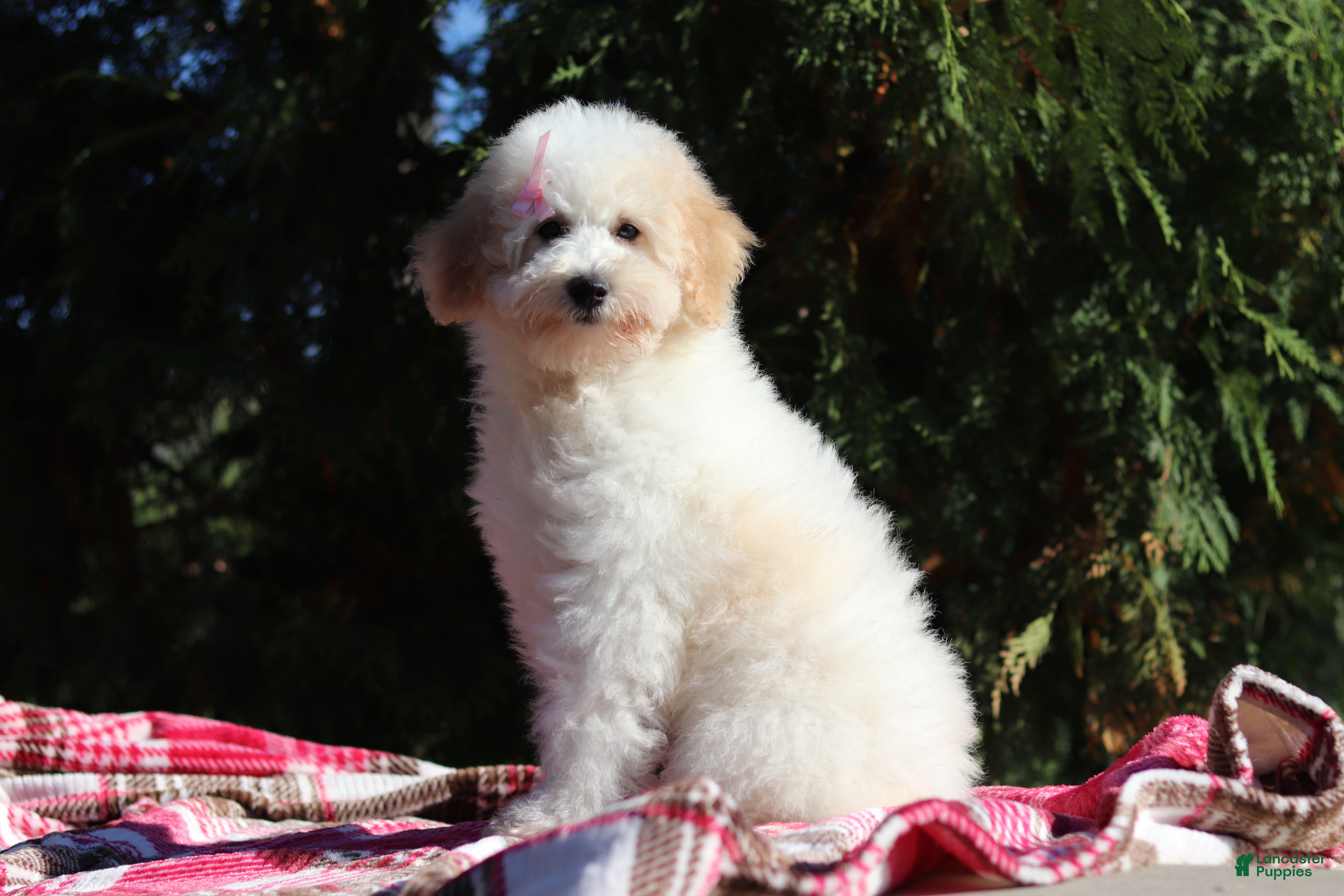 Miniature Poodle dogs Maisie (AKC) - Ad 1