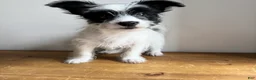 Chorkie dogs for sale: Cannoli - Ad 2