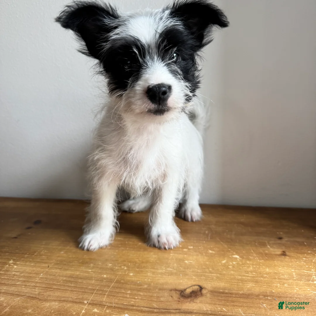 Chorkie dogs for sale: Cannoli - Ad 2