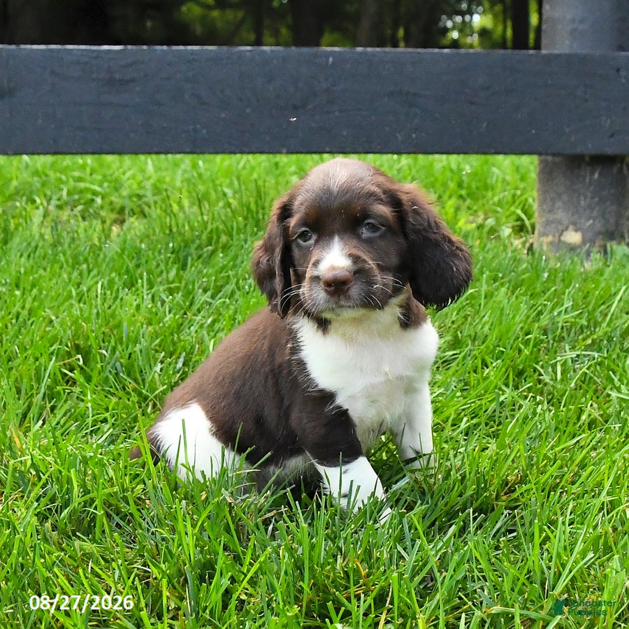 English Springer Spaniel dogs Bandit - Ad 2