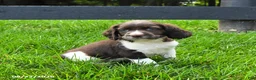 English Springer Spaniel dogs for sale: Bandit - Ad 2